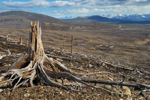 Les 10 forêts les plus menacées au monde
