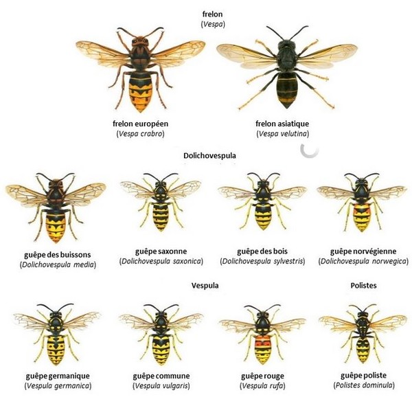 guepes frelons .......