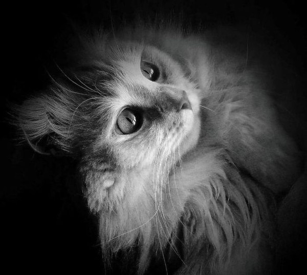 Faire stériliser un chat gratuitement